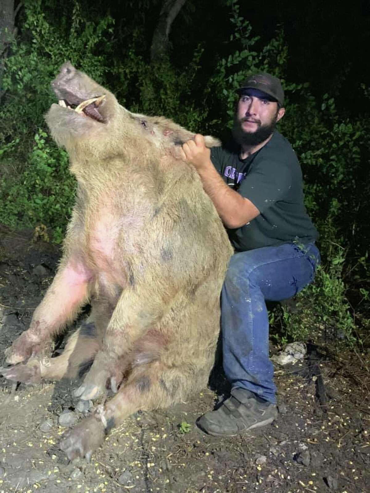 A wild 411-pound feral boar was found and removed from a golf course located on the city's West Side last week.