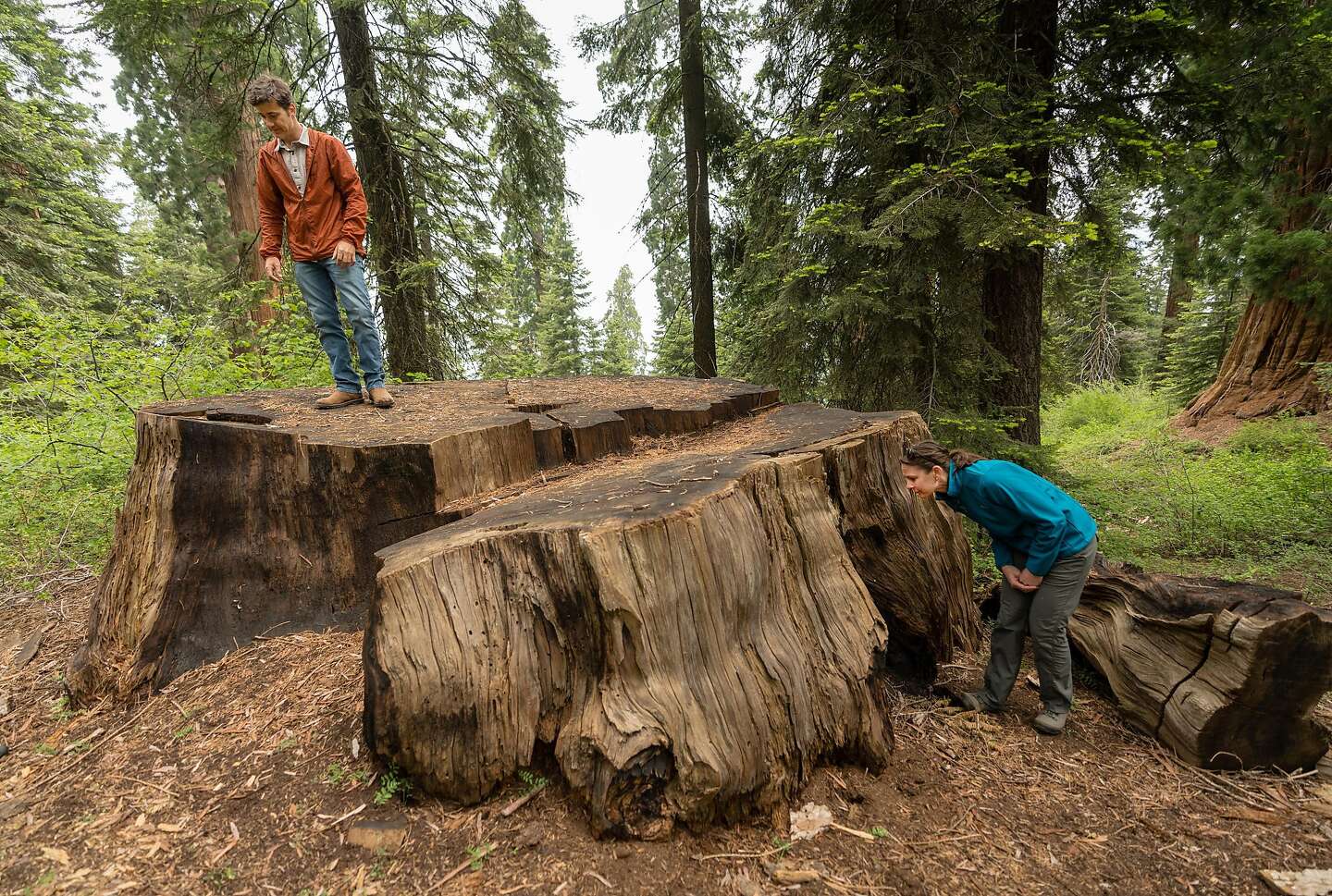 Biggest private sequoia grove to be preserved in deal with Redwoods League