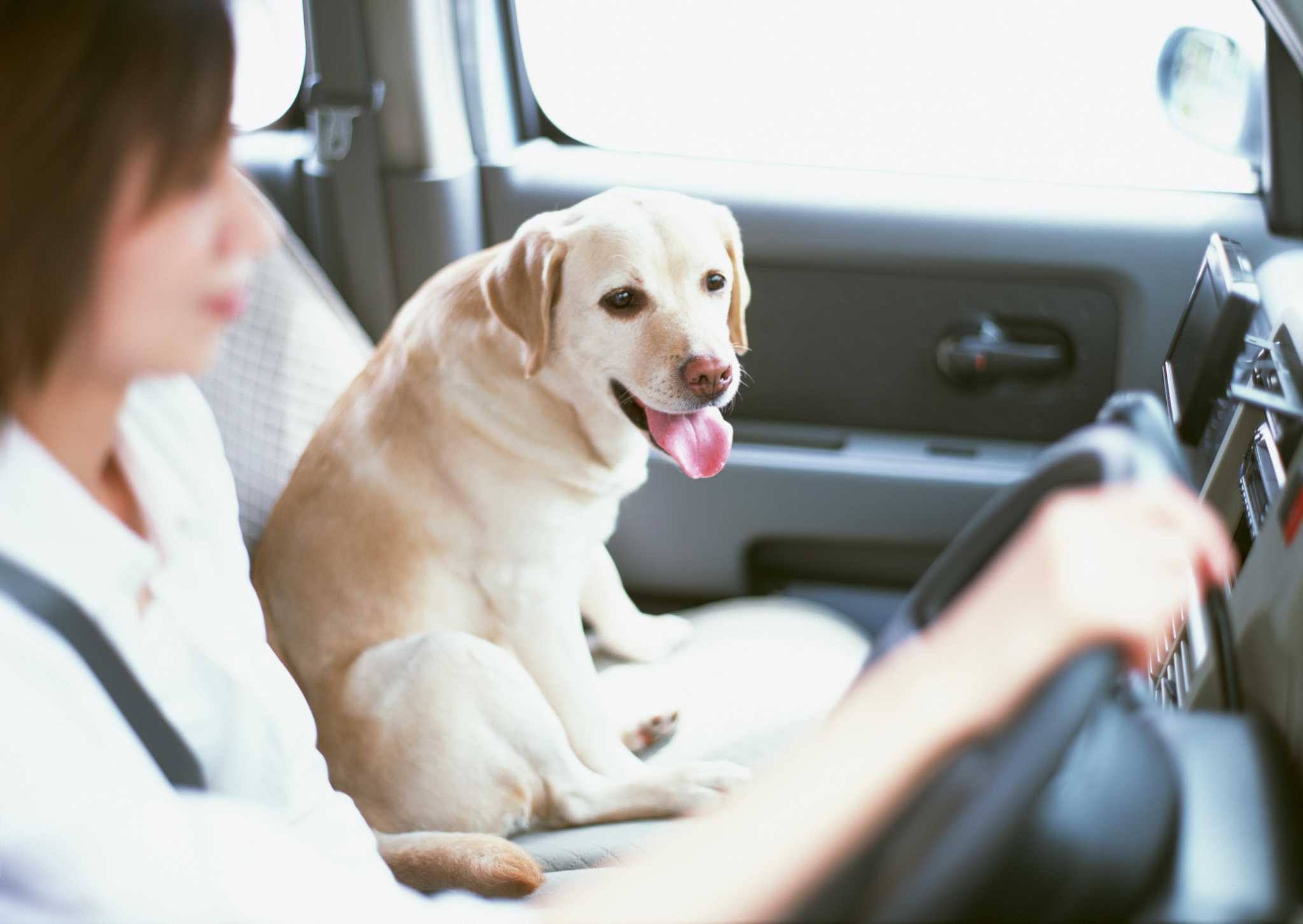 is it illegal to drive with a dog in your lap in texas