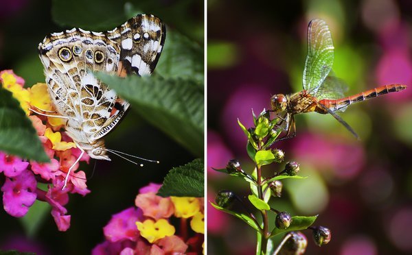 Pretty pollinators