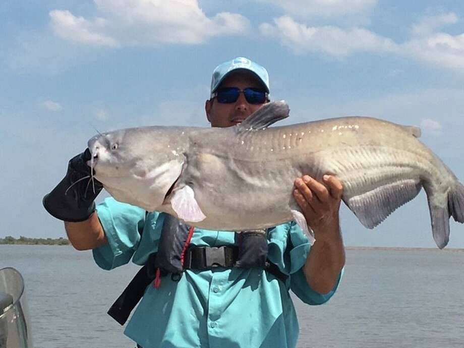 Download 36-pound blue catfish caught, released near Wichita Falls ...