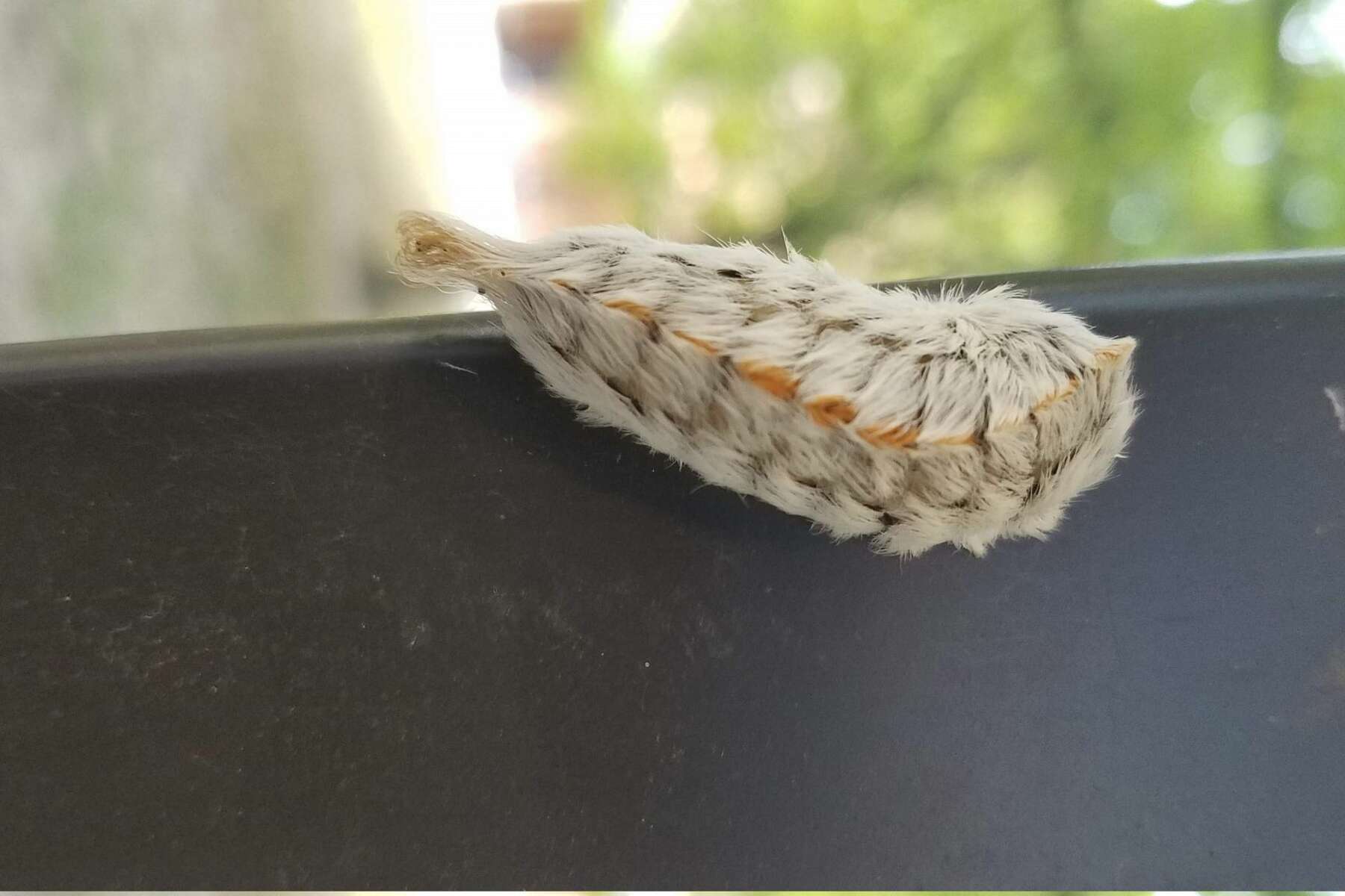 It S Asp Caterpillar Season In Houston And These Fuzzy Creatures Are Not Your Friend