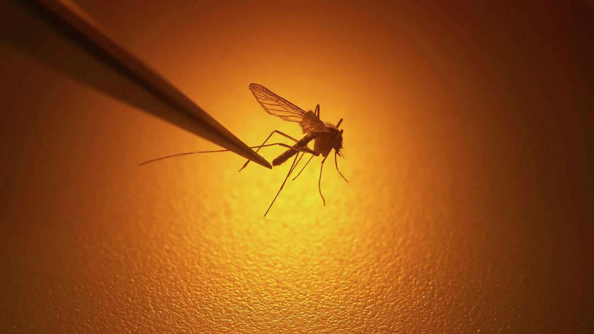 One person has been infected with eastern equine encephalitis from a mosquito bite in Connecticut.