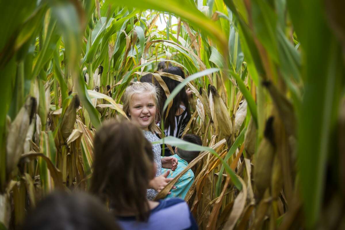 Josie Wolgast, a 4th grader at St. Peter Lutheran School in Hemlock, walks through rows of corn with classmates during a field trip Tuesday, Sept. 17, 2019 to the Laurenz family farm in Wheeler. The family hosts local 4th graders to teach them about farming each year. (Katy Kildee/kkildee@mdn.net)