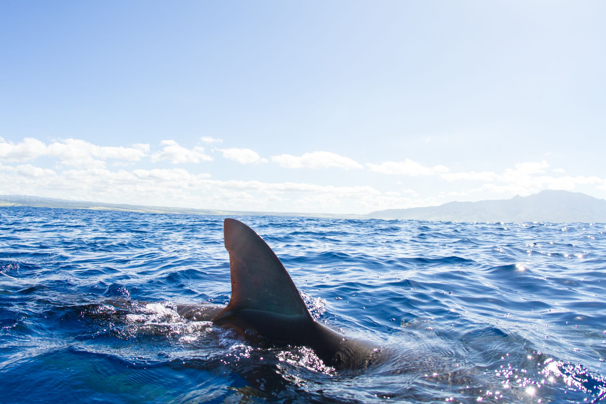 Surfer killed in shark attack at Santa Cruz County beach