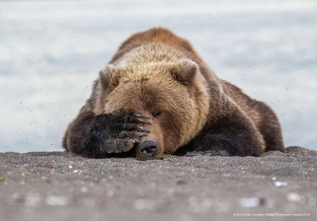 "I can't believe I ate the whole thing." "You ate it, Ralph.": Photo by Eric Fisher, Washington, D.C.  Brown bear after a large breakfast, Alaska.