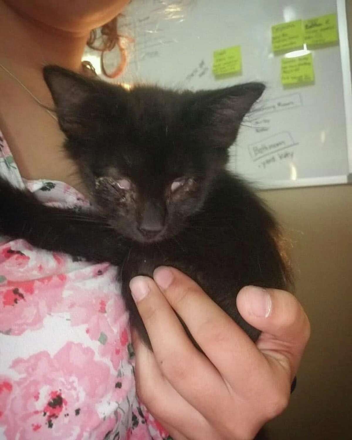 San Antonio Pets Alive! is asking for donations to help a two month kitten that needs a double eye removal surgery. 