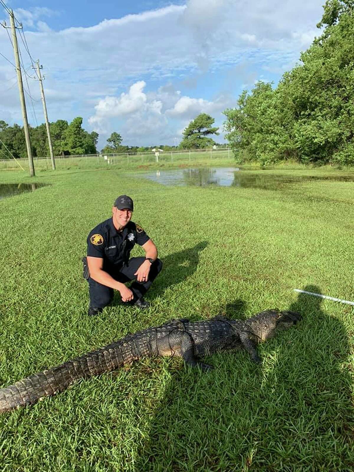 Alligator captured on Houston-area school campus after Imelda