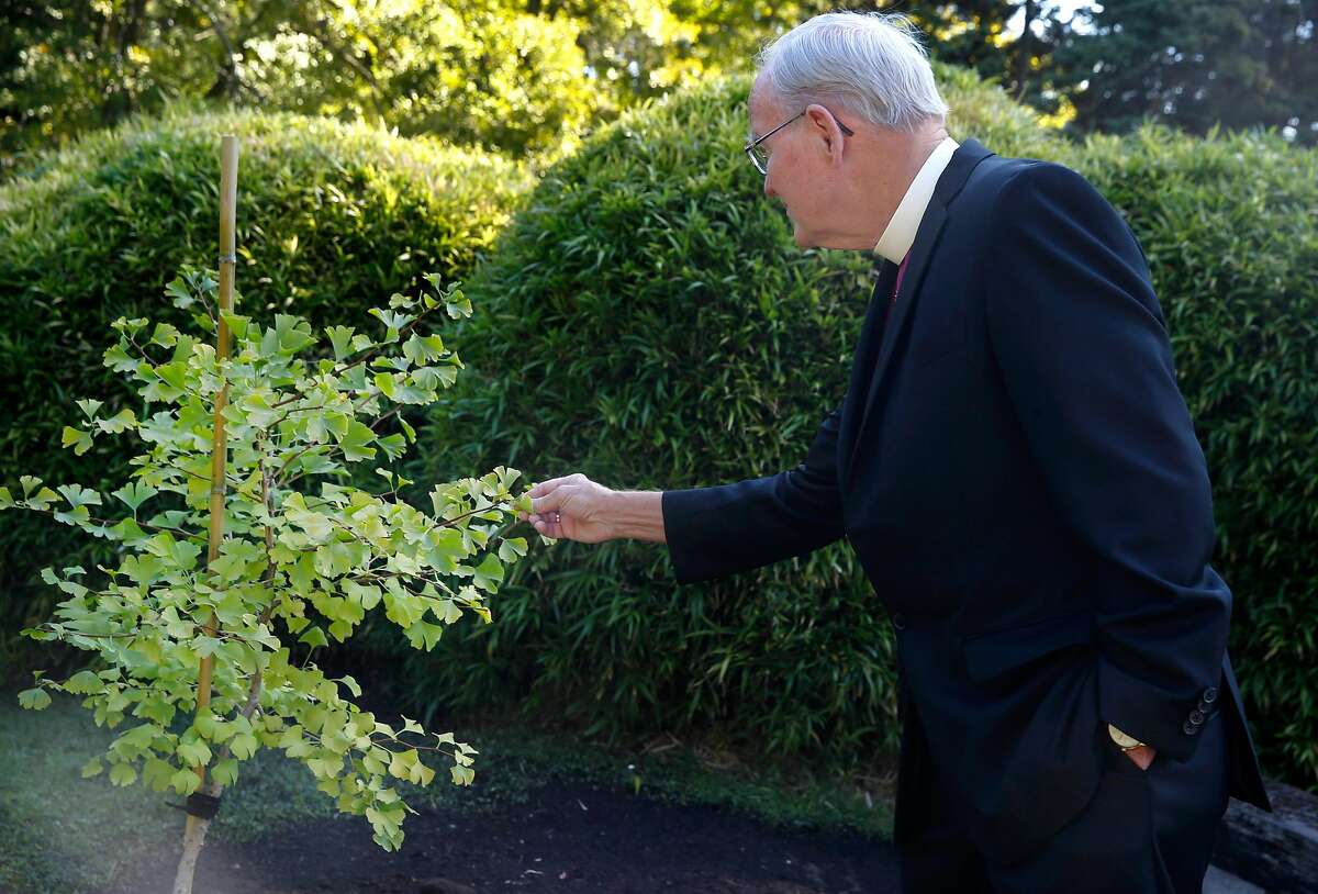 The Right Rev. William Swing touches one of the two second generation gingko seedlings from trees that survived the Hiroshima atomic bomb blast that were planted at the Japanese Tea Garden in San Francisco, Calif. on Friday, Sept. 20, 2019. Bishop Swing presided over the ceremony .The trees were planted by the United Religions Initiative organization to commemorate The International Day of Peace and the Day fir the Total Elimination of Nuclear Weapons.