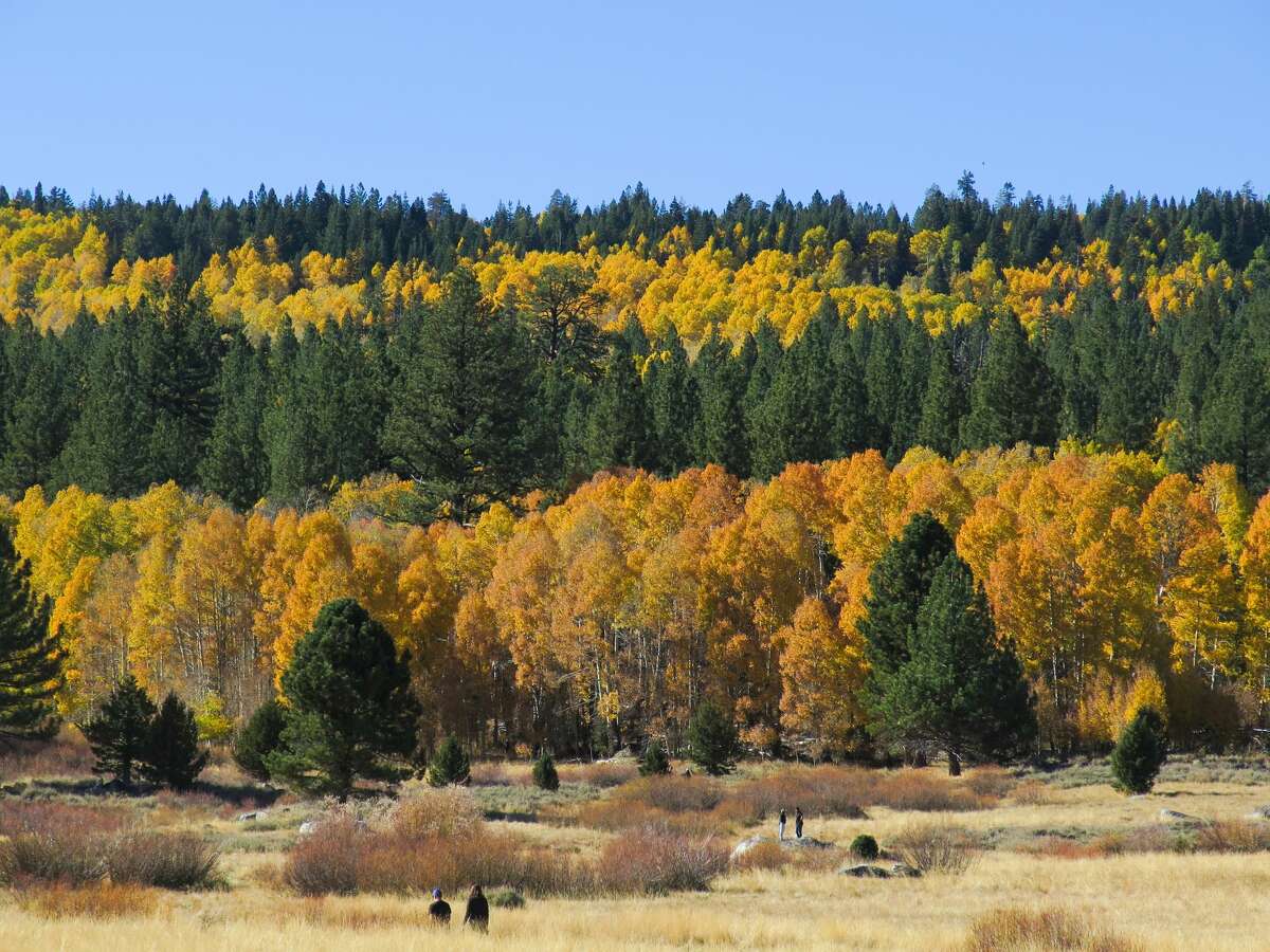 Another awe-inspiring drive to see fall colors is along Highway 88 in Hope Valley. The roadway is lined by flaming color in mid-October and is one of the best rides for fall foliage in Northern California.