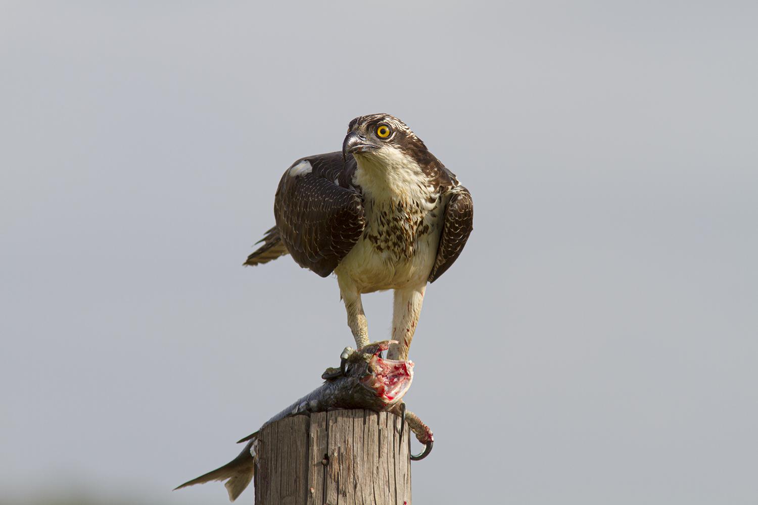 Ospreys, birds of prey in a class all their own, have arrived in Houston