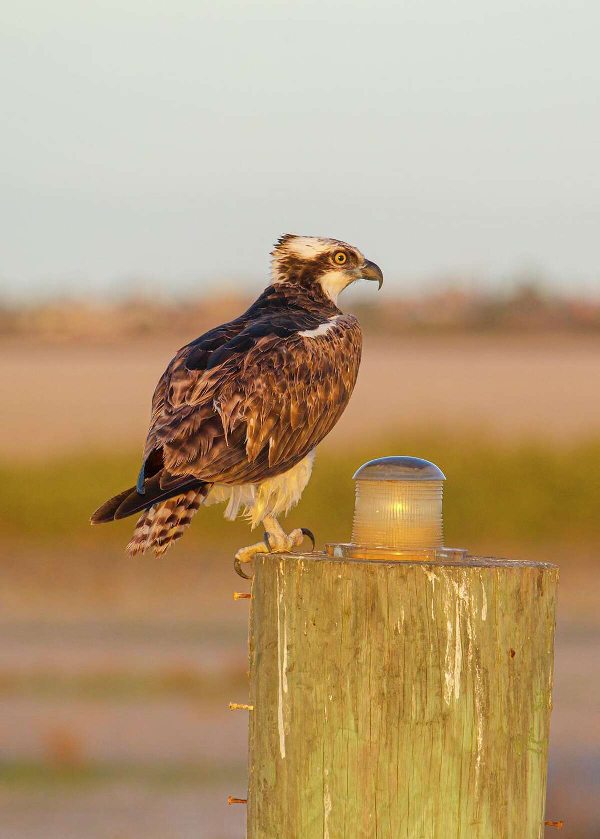 Ospreys, birds of prey in a class all their own, have arrived in Houston