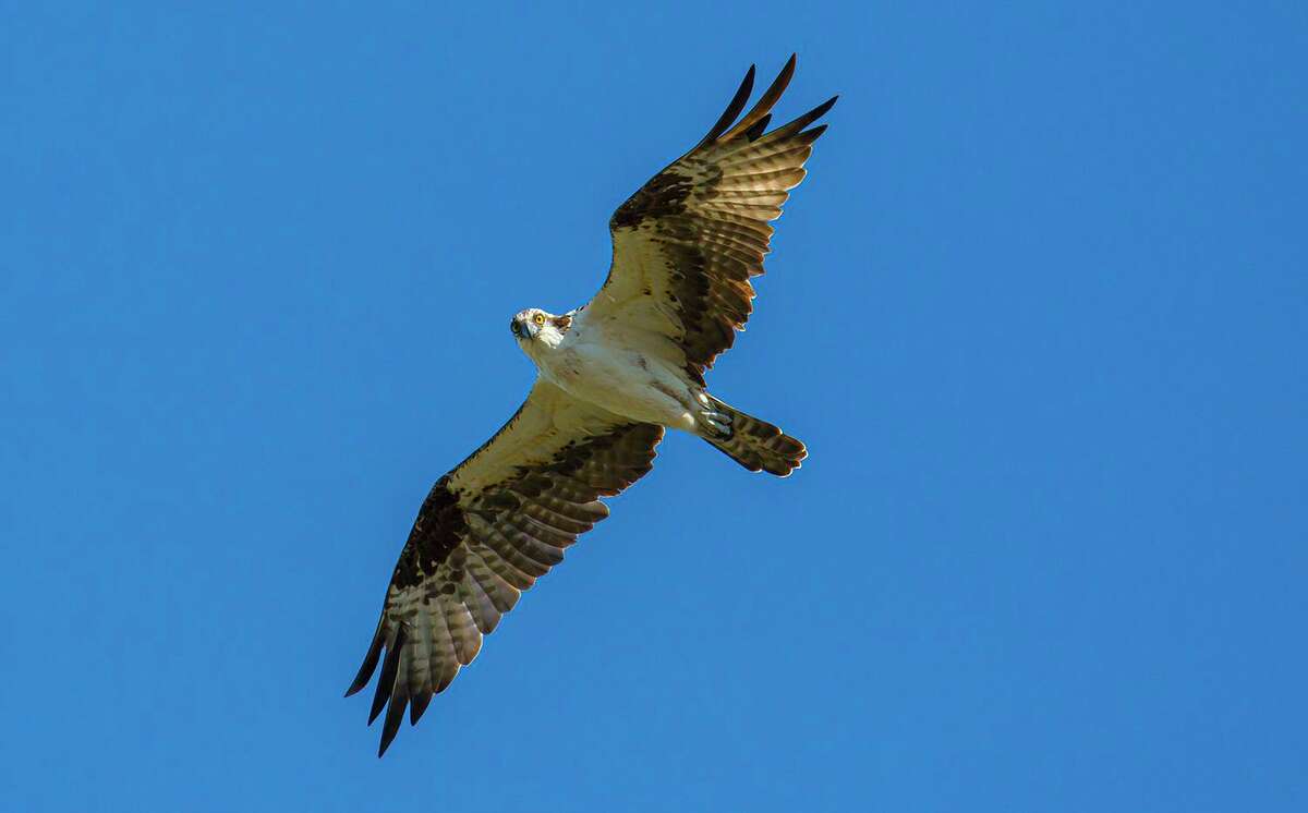 osprey bird wingspan