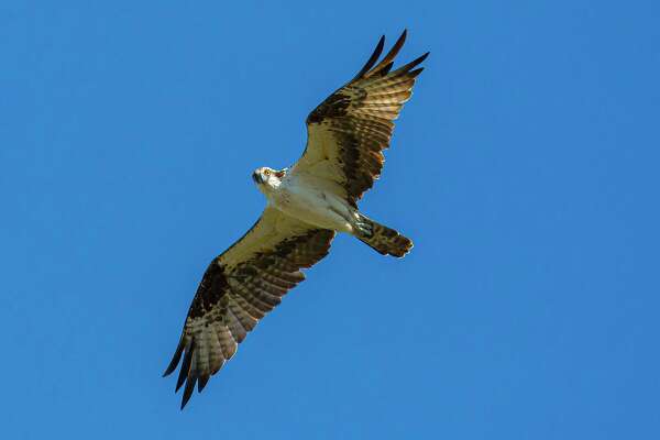 osprey bird wingspan