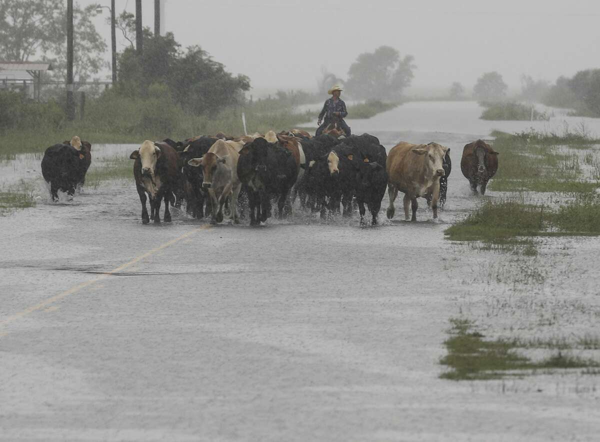 Jim Dunagan moves his cattle to higher ground as remnants of Tropical Depression Imelda flood parts of Southeast Texas on Thursday, Sept. 19, 2019, near Nome. Dunagan said his cattle were standing in water up to their stomachs before he and another man moved them to another pasture. He also said he thought the rain fell faster than it did during Hurricane Harvey, within a 24 hour to 48 hour period.