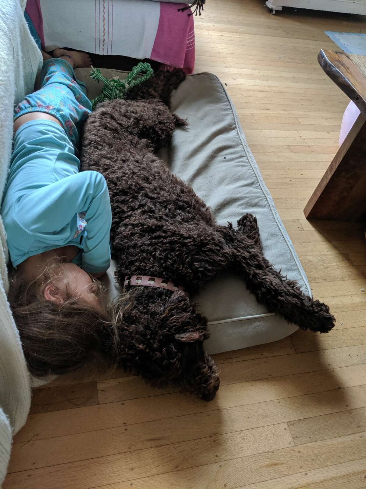 mini labradoodle craigslist