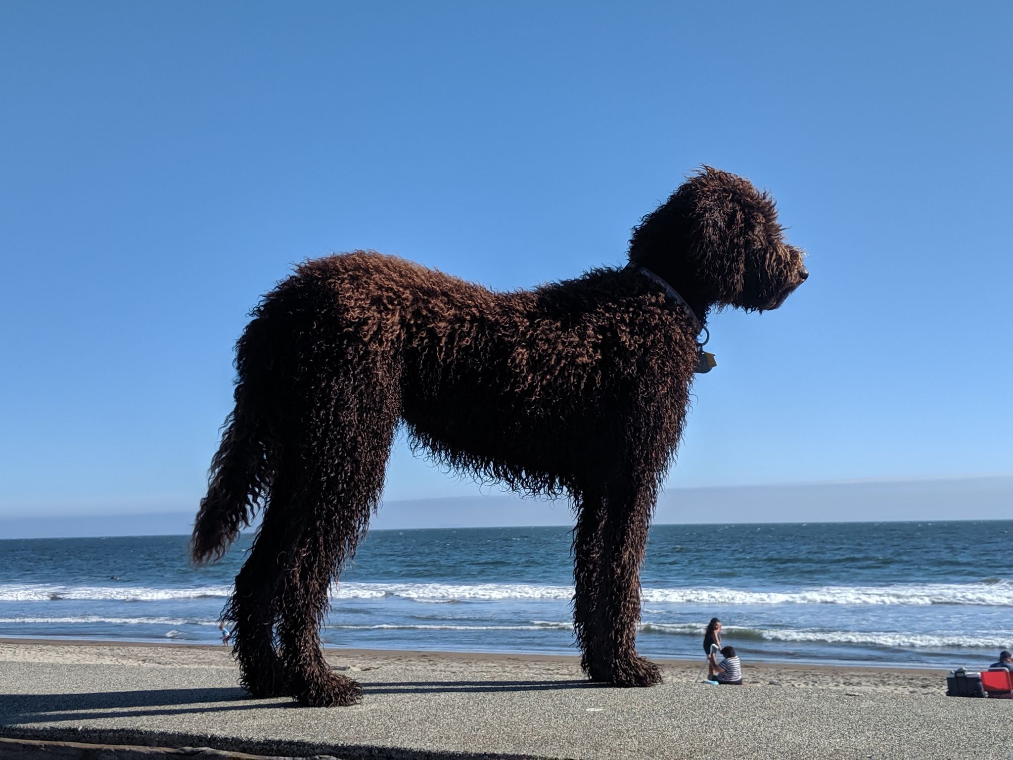 What I Ve Learned From Owning A Dog In San Francisco For 6 Months
