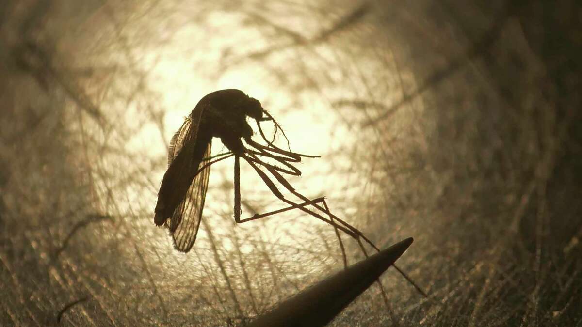 FILE - The mosquito-borne illness Eastern Equine Encephalitis was a major health story in 2019. (AP Photo/Rick Bowmer, File)