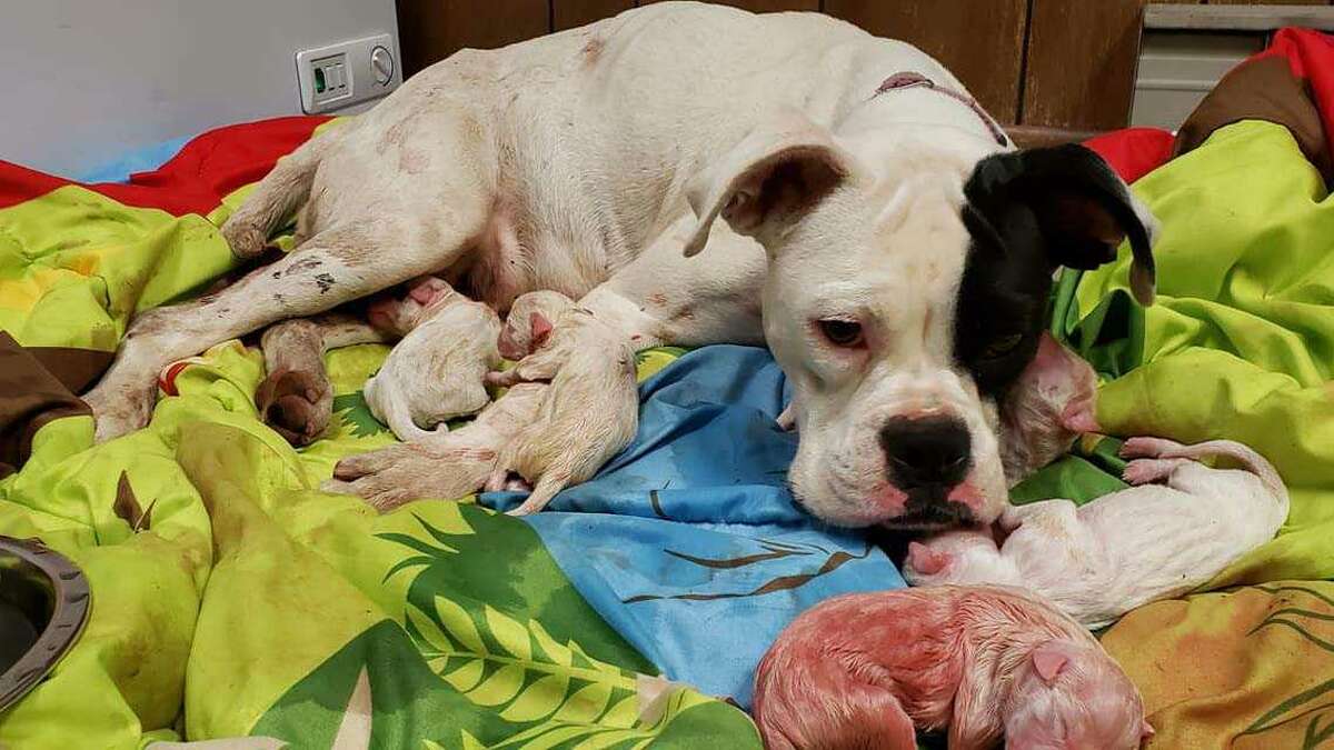 dog giving birth to puppies