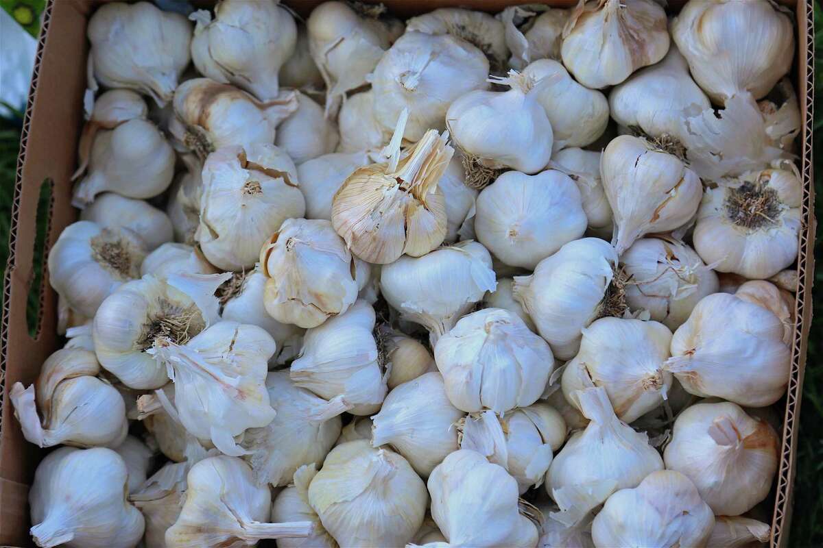 Notre Dame Garlic Fest returns, honoring its founder