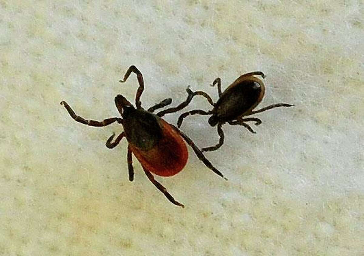 A female blacklegged tick, left, and a male, are shown in assistant professor Neeta Connally's lab at Western Connecticut State University in Danbury, Conn.