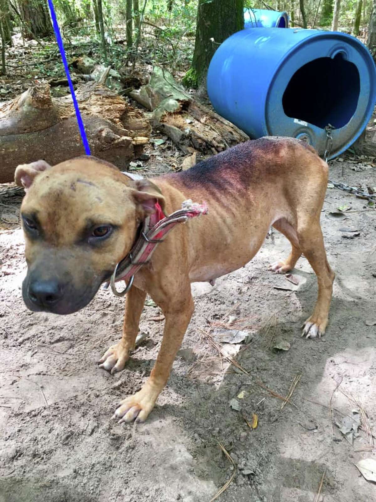 Rescuers found the dogs bound with 15-pound metal chains to trees in a wooded area off Hollyknoll Drive in Plantersville, according to a release from the Grimes County Sheriff's Office. The dogs were found a day after Tropical Storm Imelda, and endured days of heavy rain with minimal access to food and water.