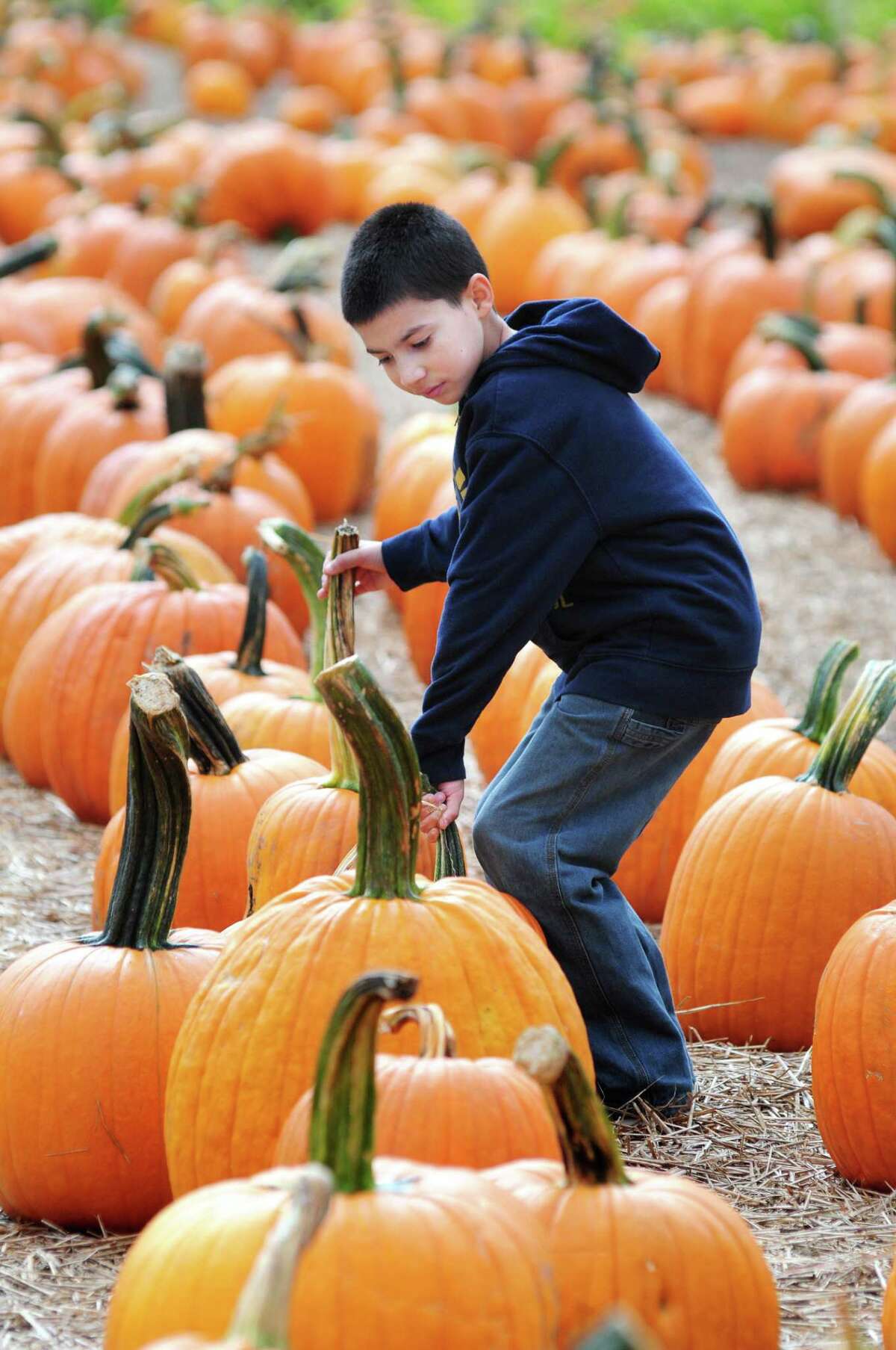 (Arnold Gold Ñ New Haven Register) Gianni Vazquez, 10, of Waterbury looks for a good pumpkin at Jones Family Farms' Pumpkinseed Hill Farm in Shelton on 10/7/2013.