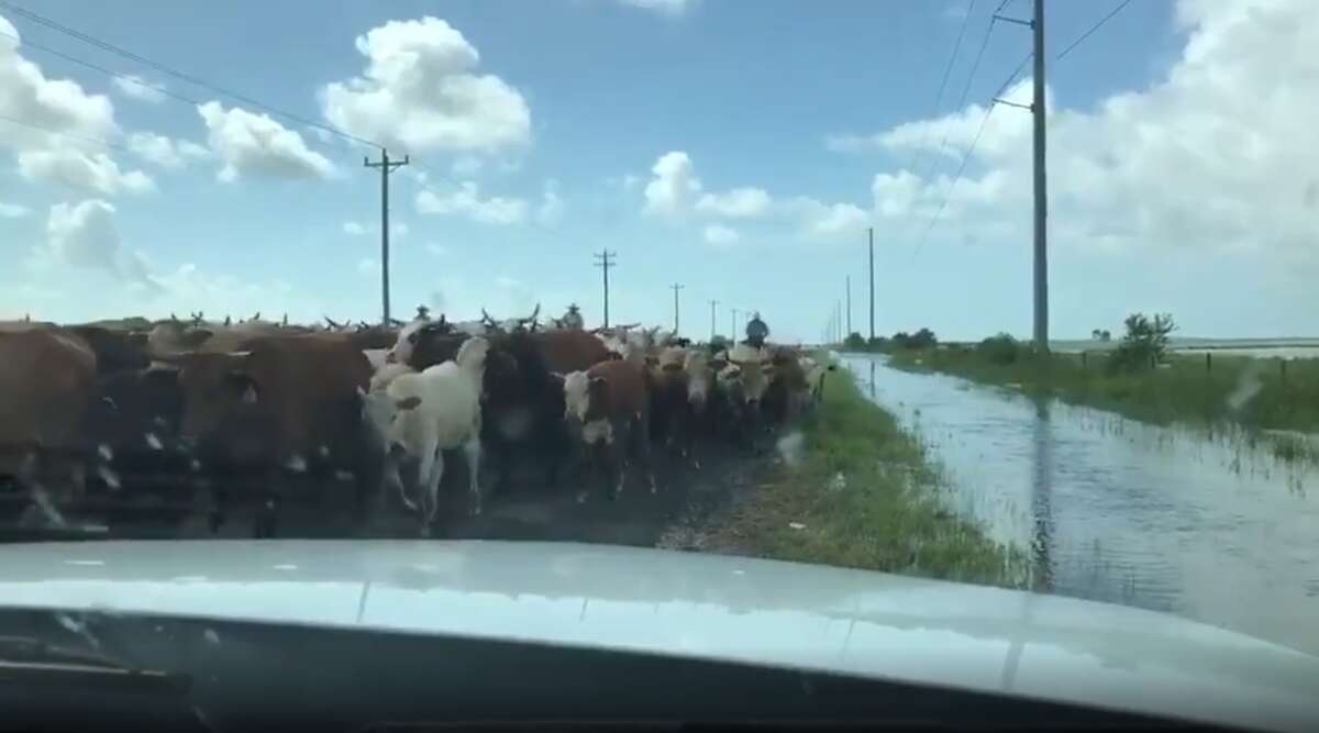 "We have seen an issue with livestock seeking higher ground along roadways," the TxDOT tweet states. "Please use caution while traveling. Ranchers are busy trying to herd them to safer locations."