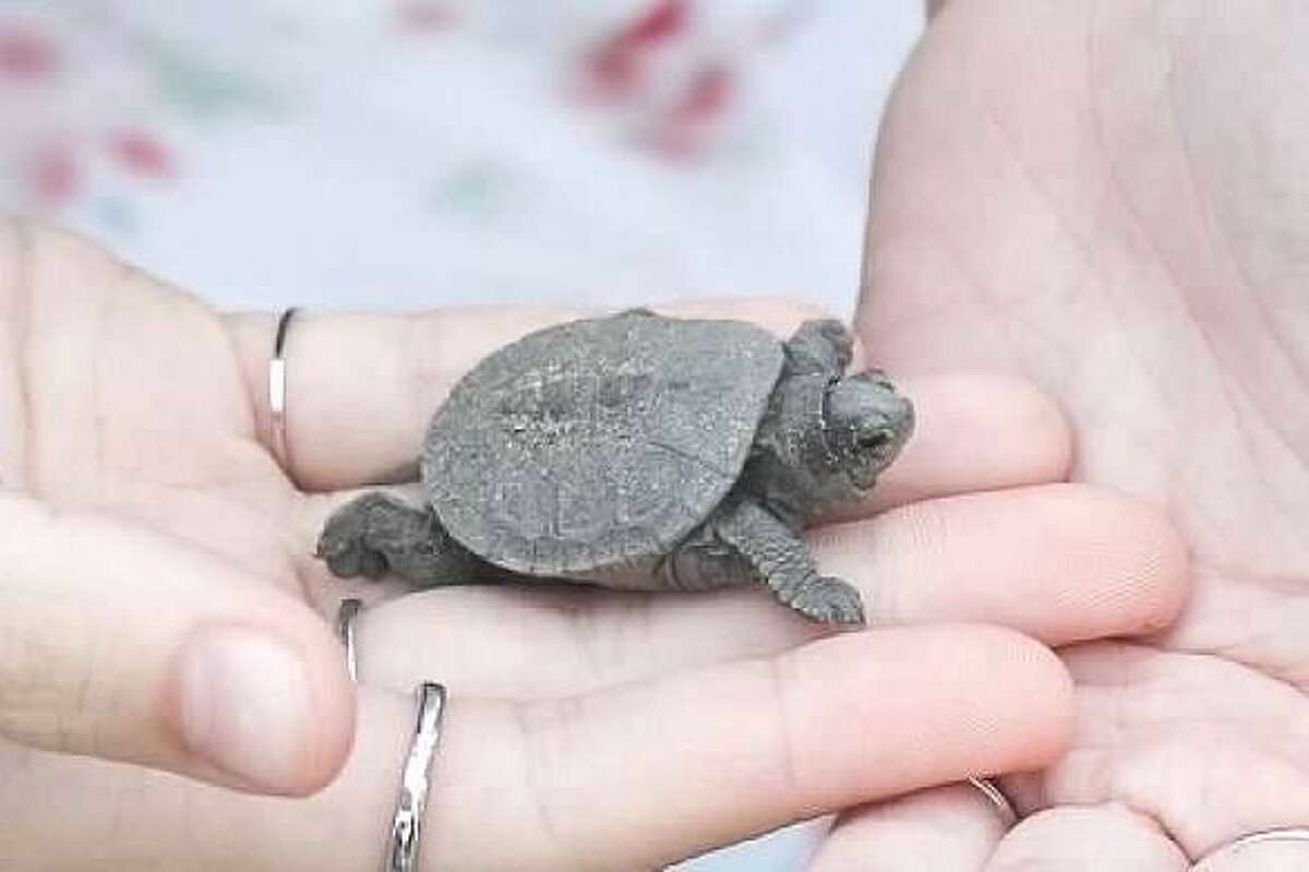 Baby turtles crash local beach wedding