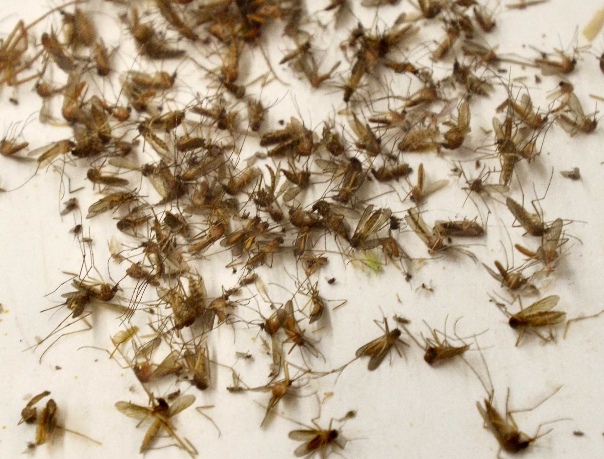 State releases first mosquito-testing results