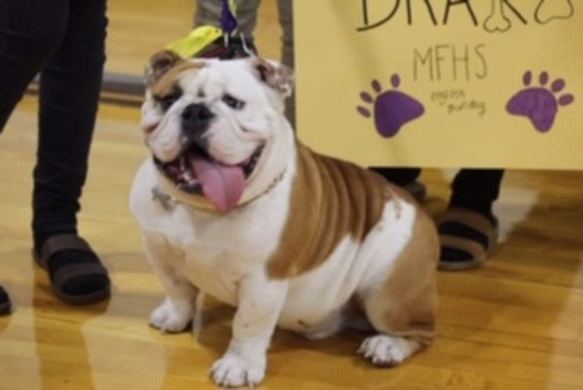 Midland Freshman Bulldog Beauty Contest