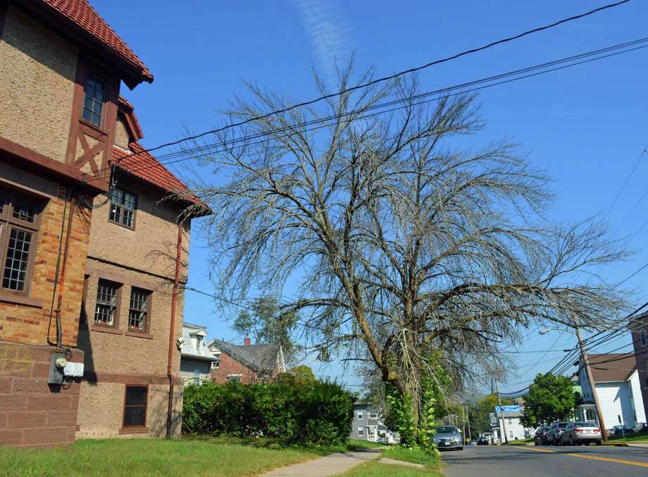 Middletown Is Trying To Halt The Tree Plague Of Ash Borer - 