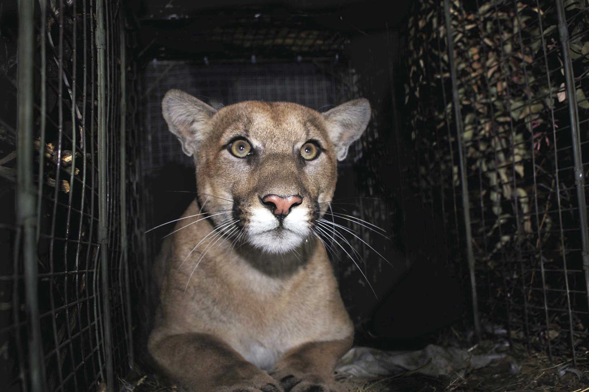 Officials believe mountain lion report was more likely a bobcat