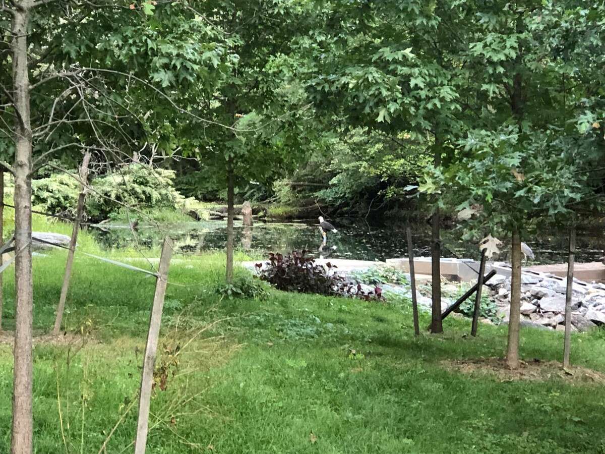 Bald eagles have returned to Darien's Gorham's Pond