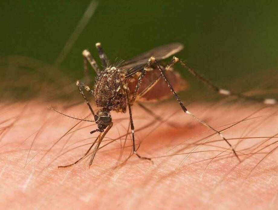 Deadly Mosquito Borne Virus Eee Spreads Here Are The - 