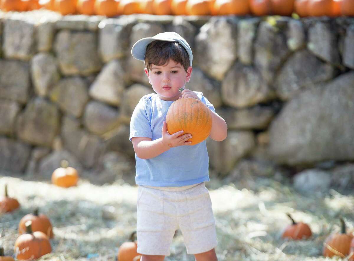 Graham Leone, 2, finds his ideal pumpkin for decorating at Ambler Farm Day on Sunday, Sept. 22, 2019 in Wilton Connecticut. Graham Leone, 2, finds his ideal pumpkin for decorating at Ambler Farm Day on Sunday, Sept. 22, 2019 in Wilton Connecticut. Ambler Farm program director Kevin Meehan shows visitors to Ambler Farm Day wool from freshly sheared sheep.
