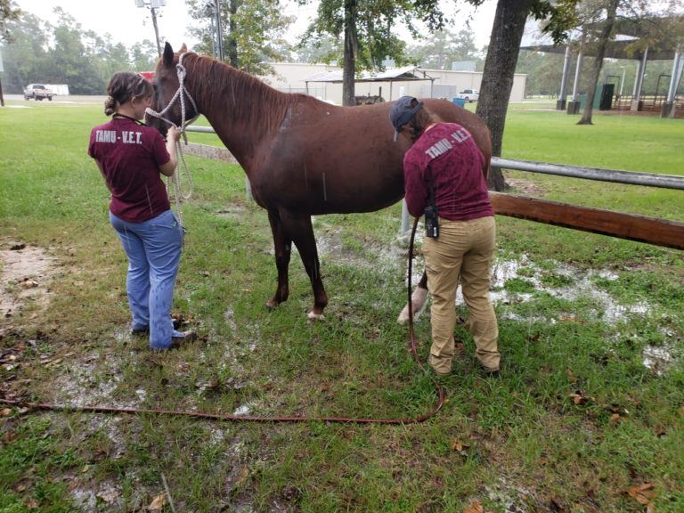 How Texas A&M vets helped save 100 animals after Tropical Storm Imelda How Texas A&M vets helped save 100 animals after Tropical Storm Imelda