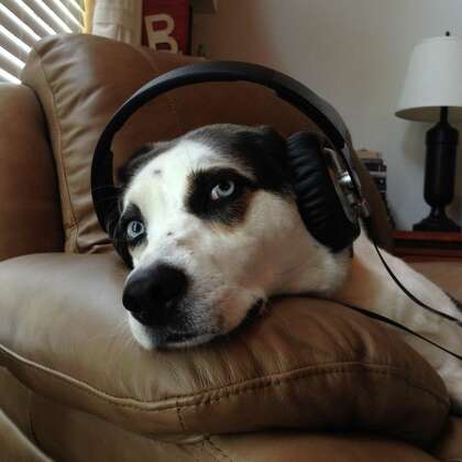 leaving music on for dogs