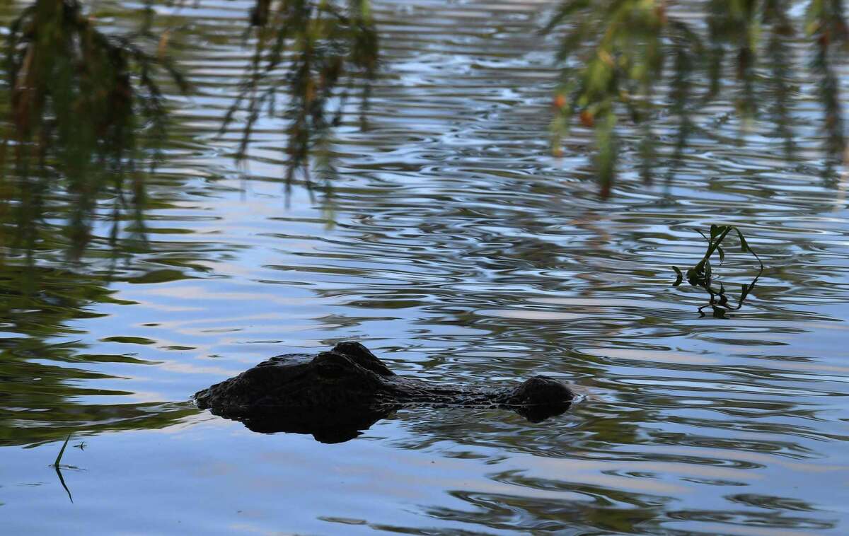 An alligator swims at Gator Country Monday afternoon after Tropical Depression Imelda inundated Southeast Texas with rain water. Photo taken Monday, 9/23/19