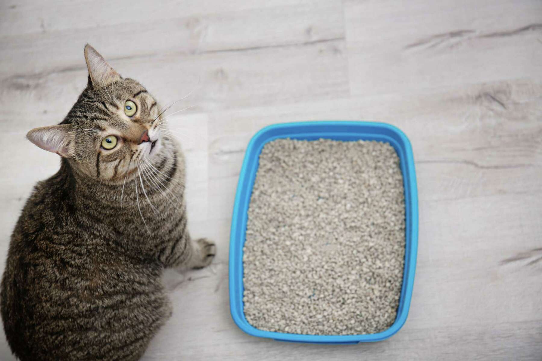 kitten training pads