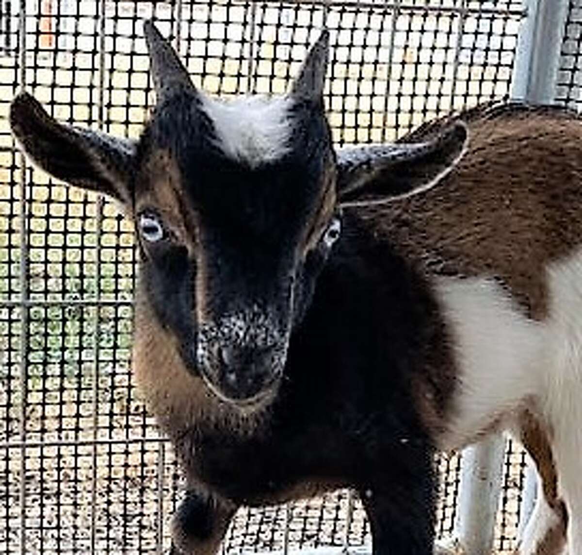 Baby goat found roaming around near meat market, taqueria on Northwest Side