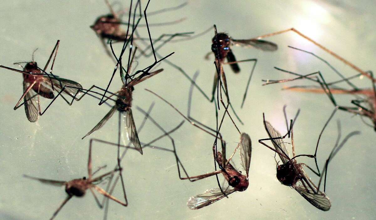 ‘A cause for concern’: First EEE-positive mosquitoes of the season detected