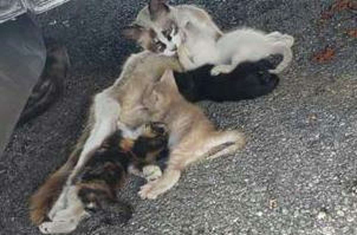 This was how rescuers found the momma cat and her babies.