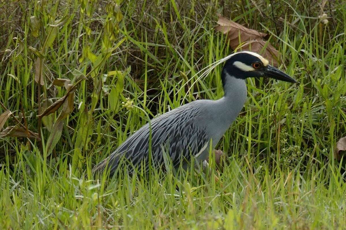 The official bird of Houston loves crawfish just like Houstonians ...