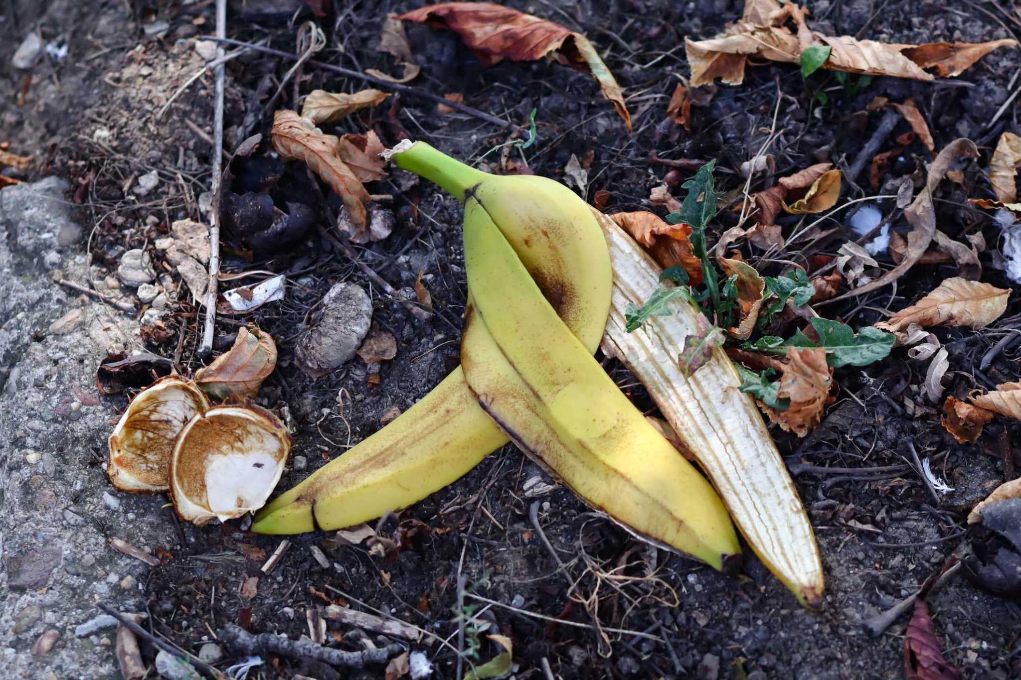 Here S Why You Should Stop Tossing Your Banana Peels On Ground