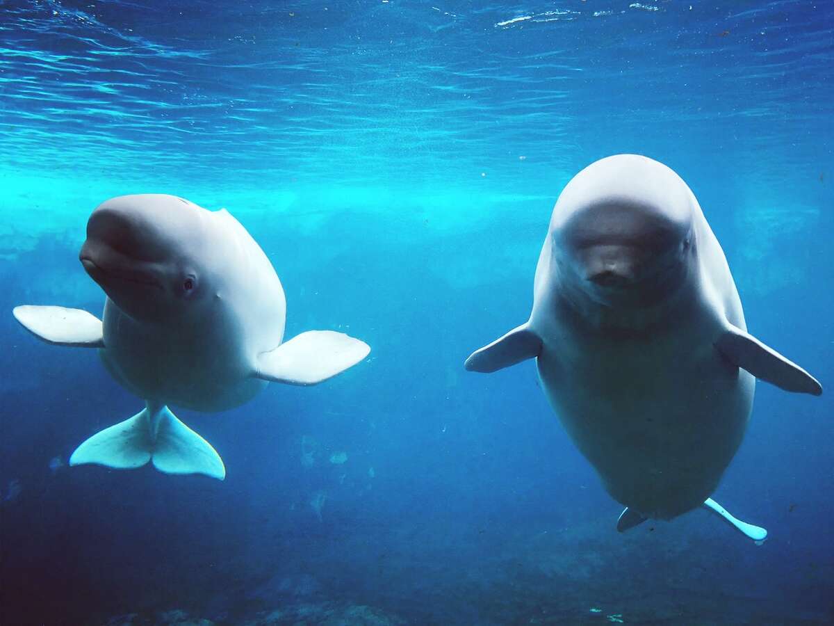 This week, the theme park announced the addition of Atla and Pearl, both 9-year-old females, to the pod. The whales, who are originally from the San Diego extension of the park, joined eight other beluga whales and five Pacific White-sided dolphins at San Antonio's Beluga Bay, according to the news release.