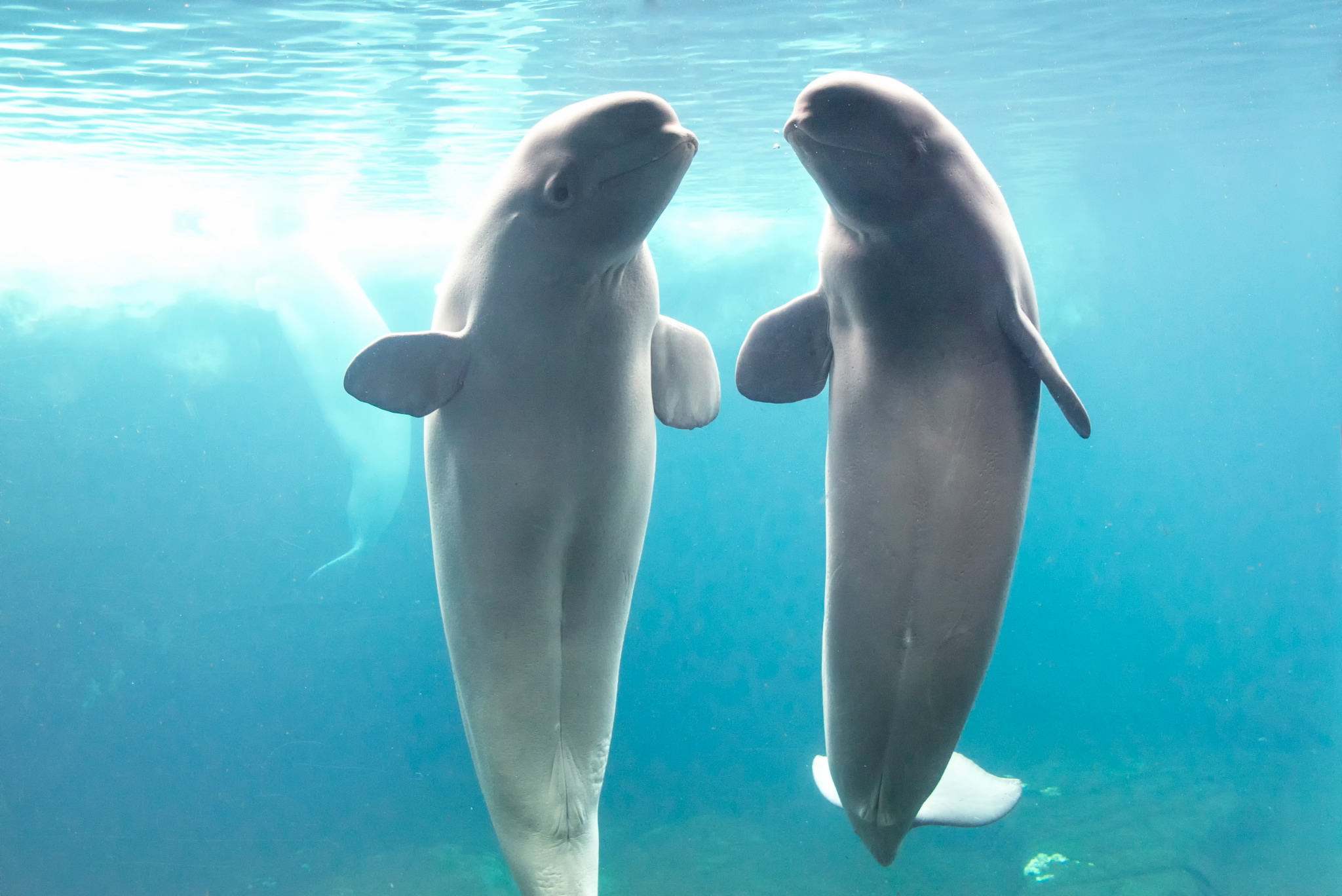 Two new beluga whales join SeaWorld San Antonio's pod