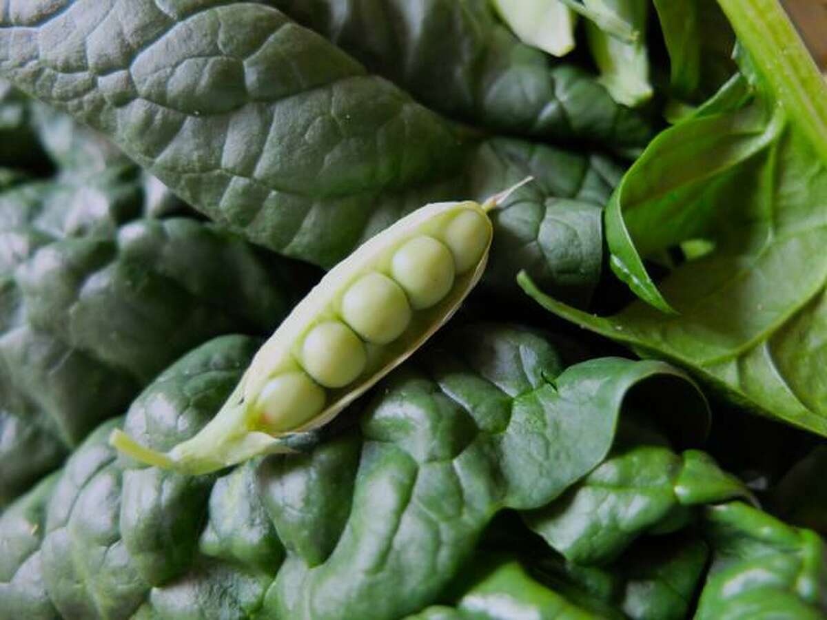 In Houston, fall vegetable gardening means planting greens