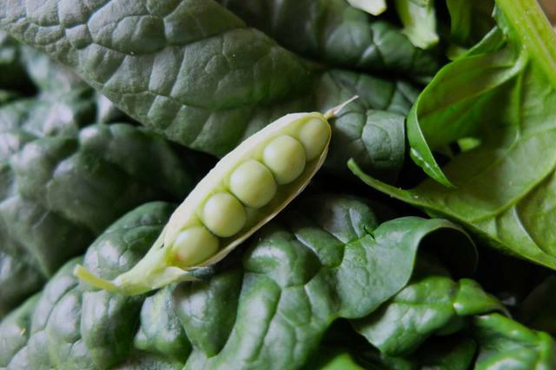 fall vegetable garden in houston texas