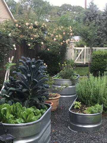 In Houston Fall Vegetable Gardening Means Planting Greens